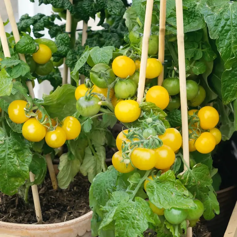 Patio Choice Yellow Cherry Tomato Seeds (Dwarf F1 Hybrid, Container-Sized) 1