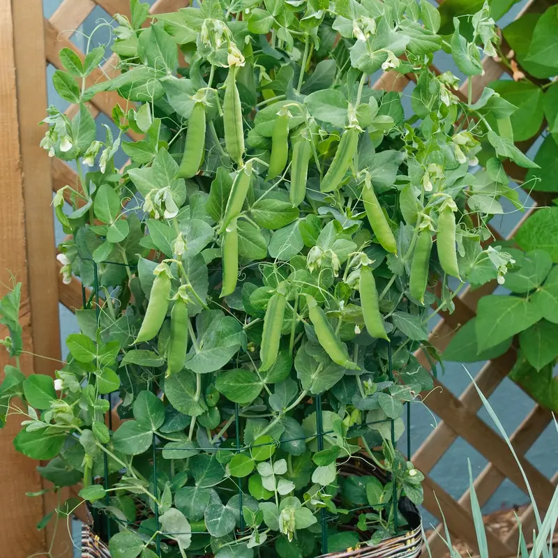 Patio Pride Snap Pea Seeds (Compact, High-Yielding For Small Spaces) 1