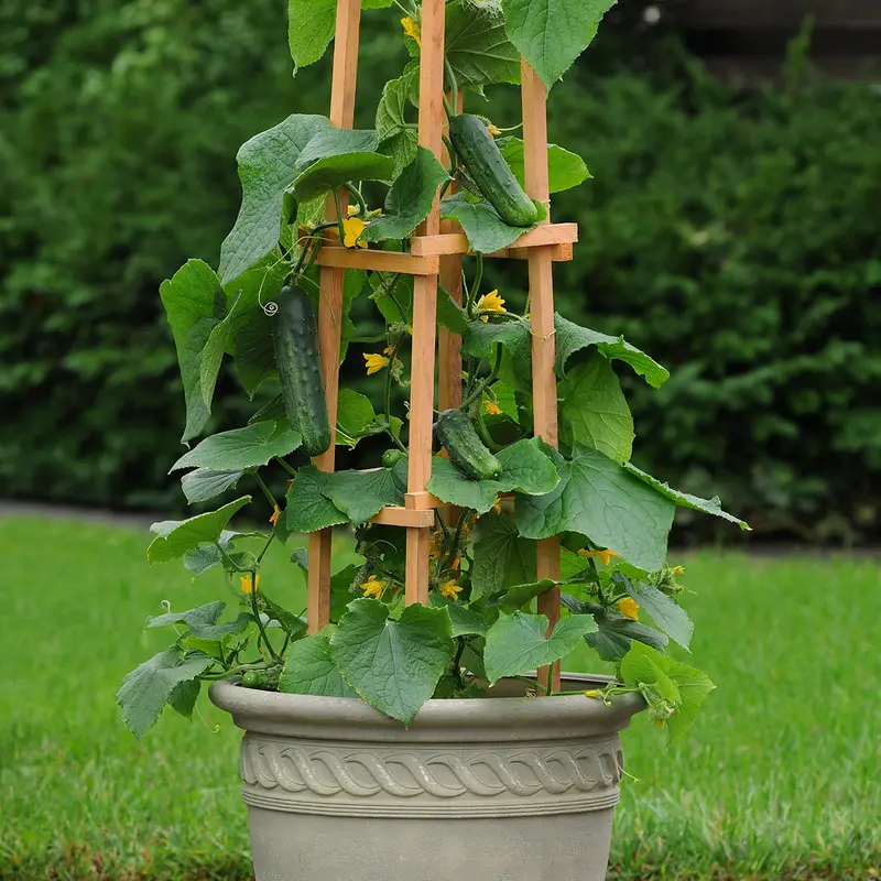 Patio Snacker Cucumber Seeds – Compact, Bush-Type Vining Variety 1