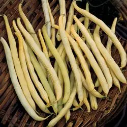 Pencil Pod Wax Bean Seeds – Smooth, Golden, Stringless Snap Bean Type 1