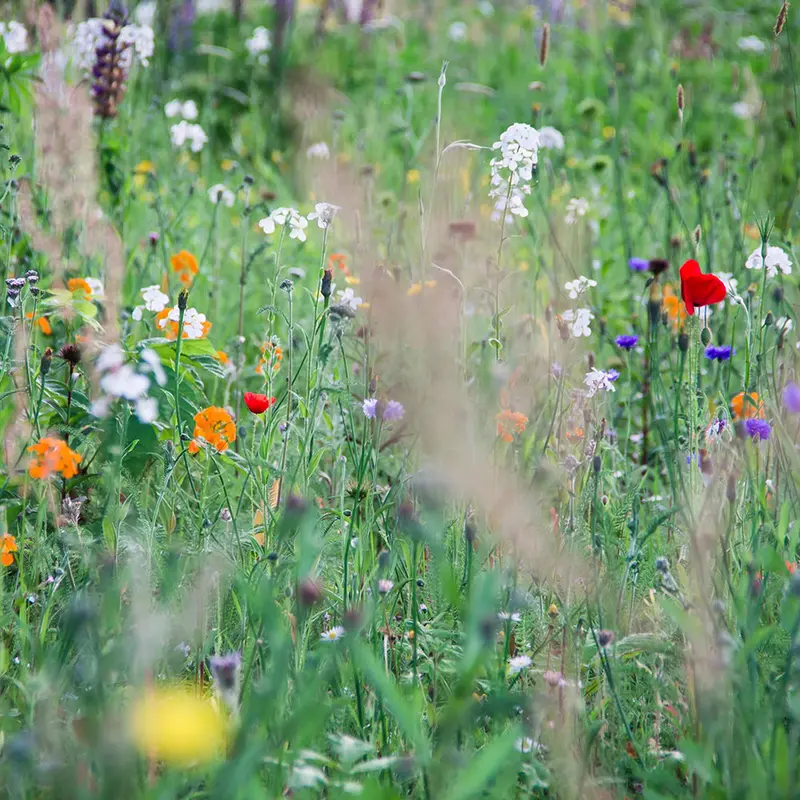 Perennial Wildflower Seed Mix – 3812 Blend 1