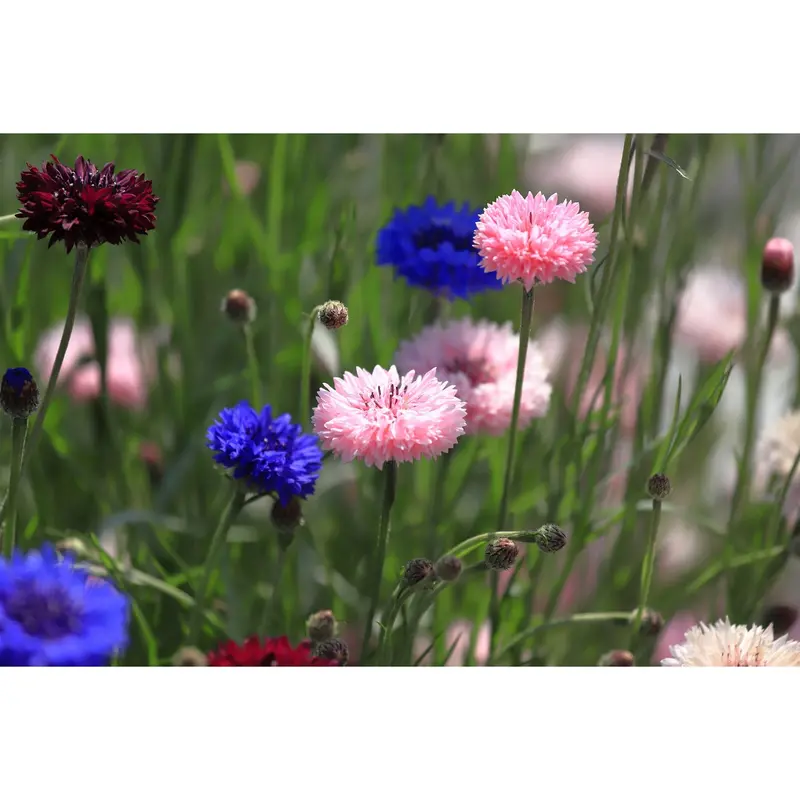 Polka Dot Mix Cornflower Seeds – Bicolor Bachelor Button Variety (9930800) 1