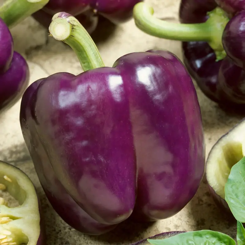 Purple Beauty Bell Pepper Seeds (Lavender-To-Red, Thick-Walled) 1