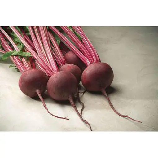 Red Ace Hybrid Beet Seeds – Fast-Germinating, Deep-Red Root Variety 1