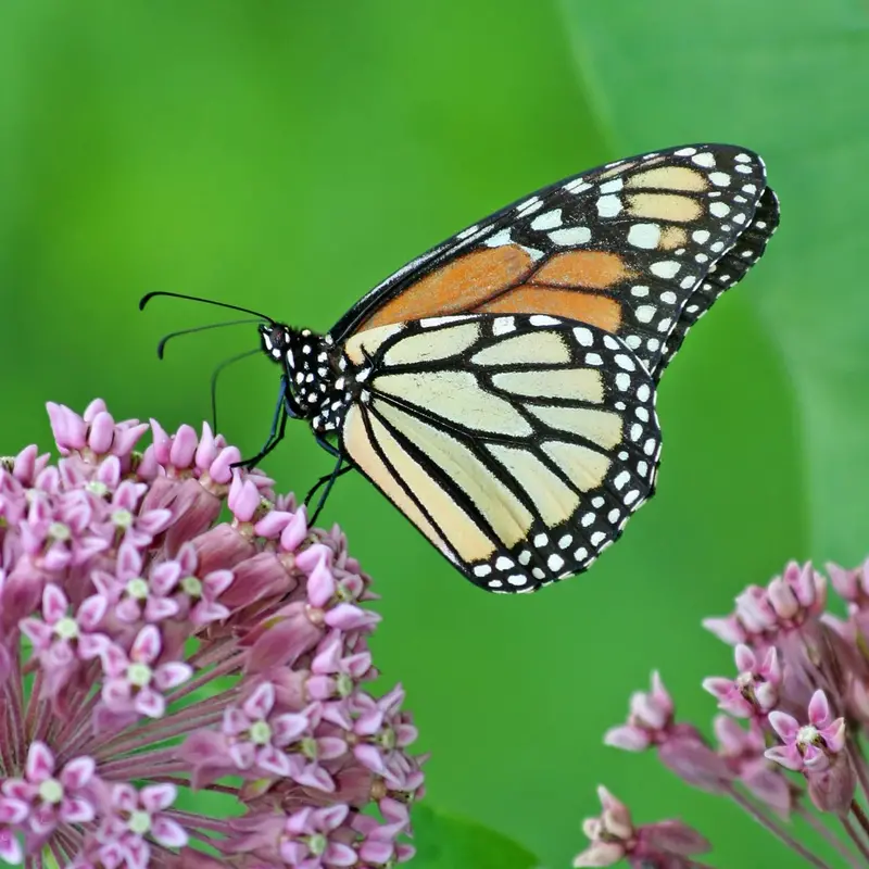 Red Swamp Milkweed Native Wildflower Seeds – 3487 1