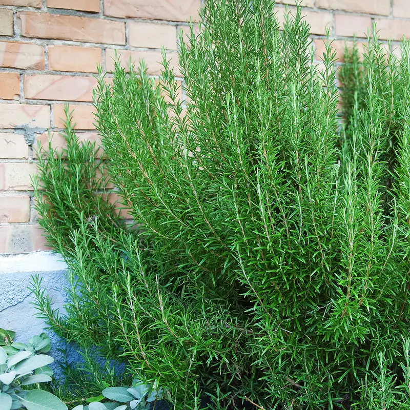 Rosemary Seeds – Hardy, Fragrant Mediterranean Herb Pack 1