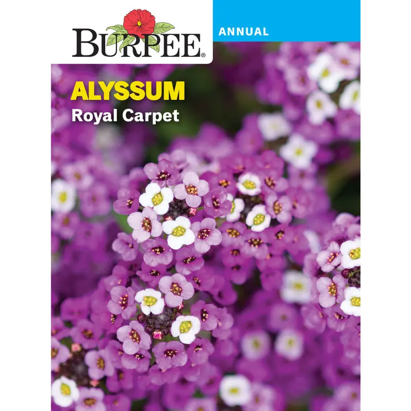 Royal Carpet Alyssum Seeds – Low-Growing, Fragrant Ground Cover Flower, 43471 1