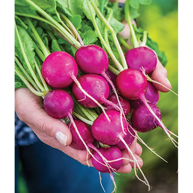 Royal Purple Radish Seeds – Vibrant Heirloom Root Crop Pack 1