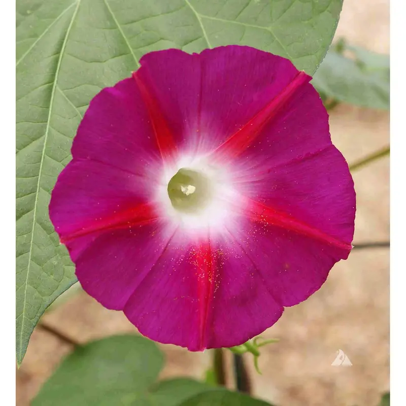 Scarlet O’Hara Morning Glory Seeds – Rich Crimson Climbing Vines 1