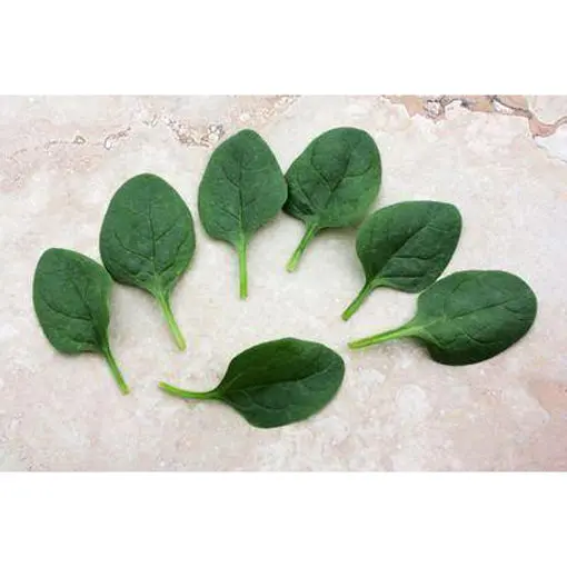 Seaside Baby Leaf Spinach Seeds – Mild, Slow-Bolting Salad Variety 1