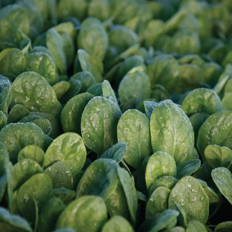 Seaside Hybrid Spinach Seeds – Heat-Tolerant, Bolt-Resistant Leafy Green Pack 1