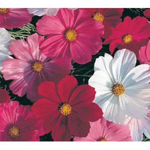 Sensation Mix Cosmos Seeds – Colorful Annual Cut-Flower Blend (9931800) 1