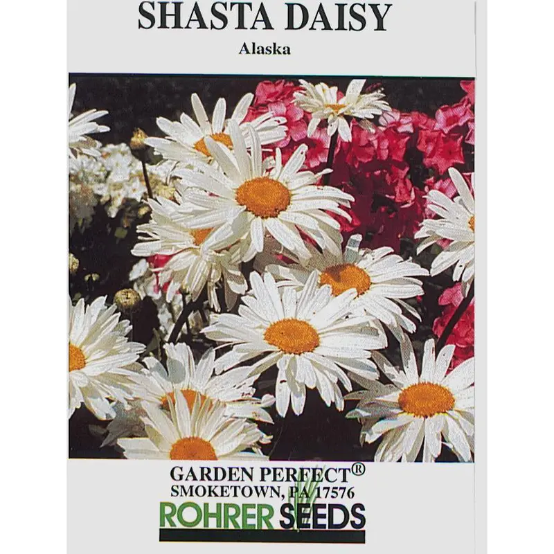 Shasta Daisy Flower Seeds – Perennial White Daisy Variety (9932100) 1