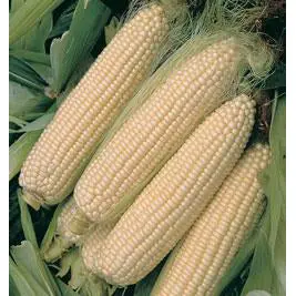 Silver Queen Sweet Corn Seeds – Classic White Supersweet Hybrid 1