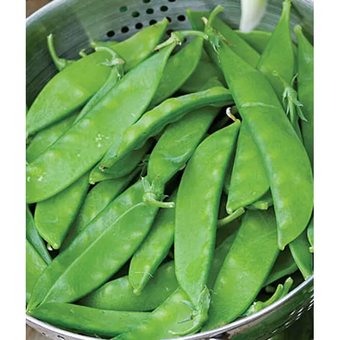 Snowbird Sugar Snap Pea Seeds – Cold-Tolerant, Sweet, Stringless Variety 1