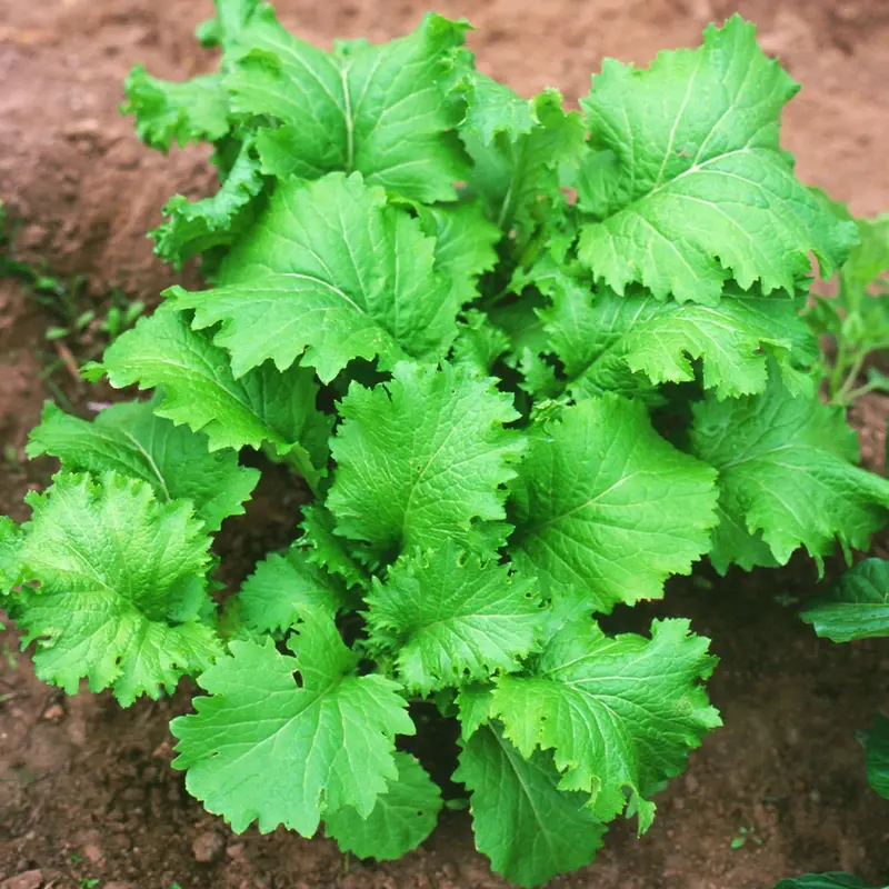 Southern Giant Curled Mustard Seeds – Bold Flavor, Heat-Tolerant, Cut-And-Come-Again Greens 1