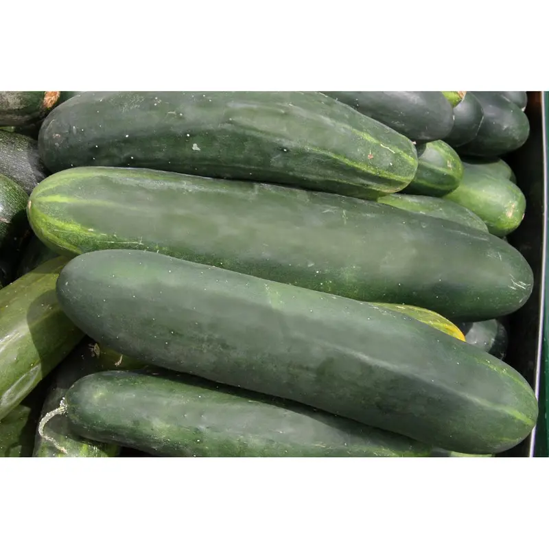 Straight Eight Cucumber Seeds – Traditional, Uniform, Crunchy Garden Favorite 1