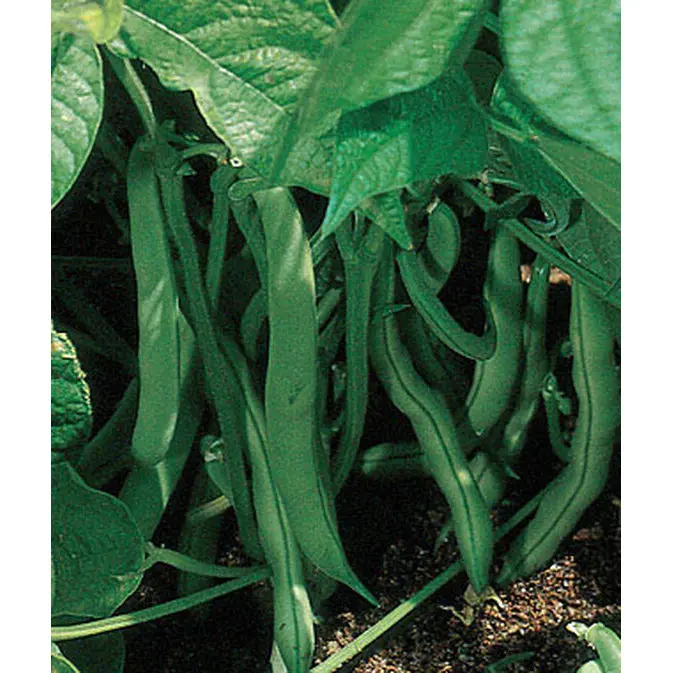 Stringless Green Bean Seeds – Garden-Friendly Pod Variety (85G) 1