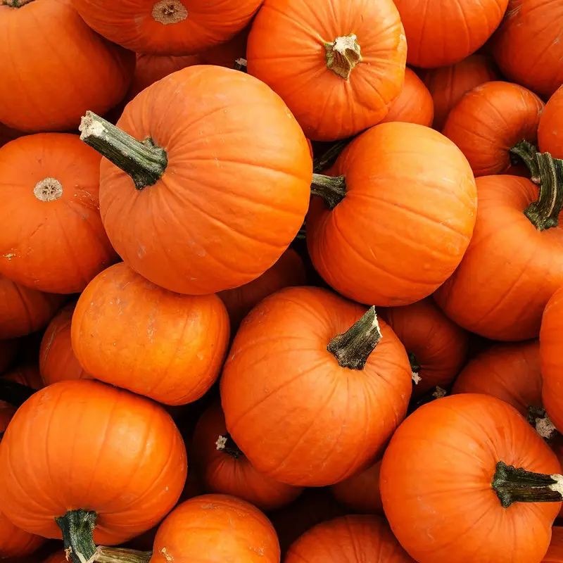Sugar Or Pie Pumpkin Seeds – Dual-Purpose, Sweet-Fleshed Winter Squash Pack 1