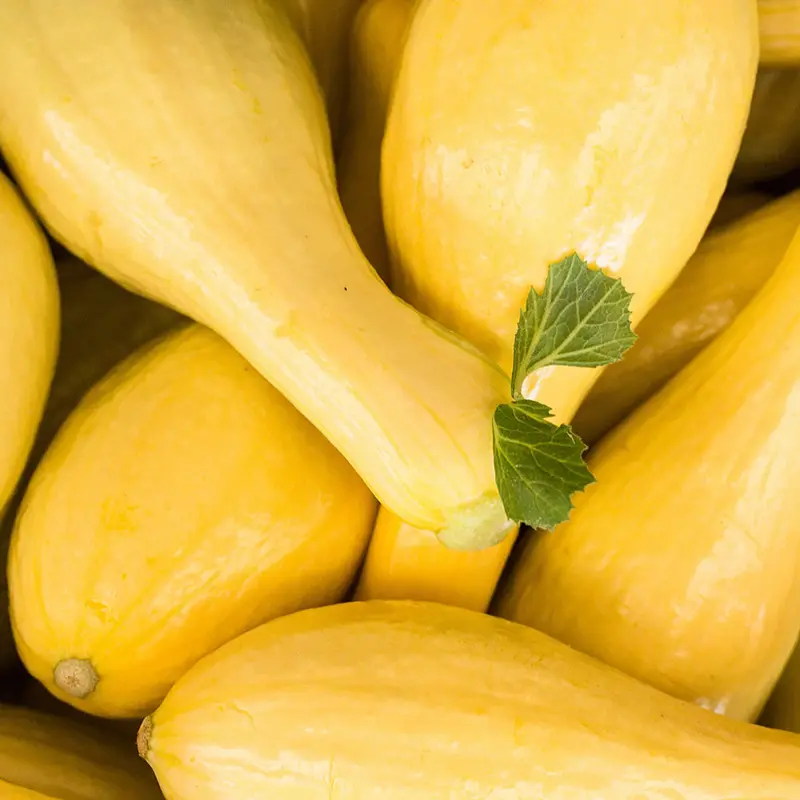 Summer Crookneck Squash Seeds – Classic Yellow, Curved Neck Variety 1