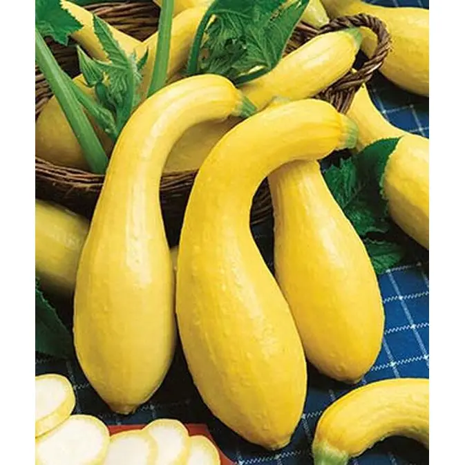 Summer Crookneck Squash Seeds – Heirloom, Bush-Type Yellow Summer Squash 1