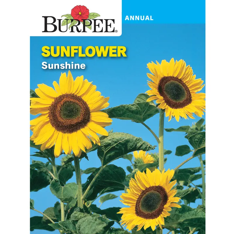 Sunshine Brand Sunflower Seeds – Premium Bird Food Pack 1