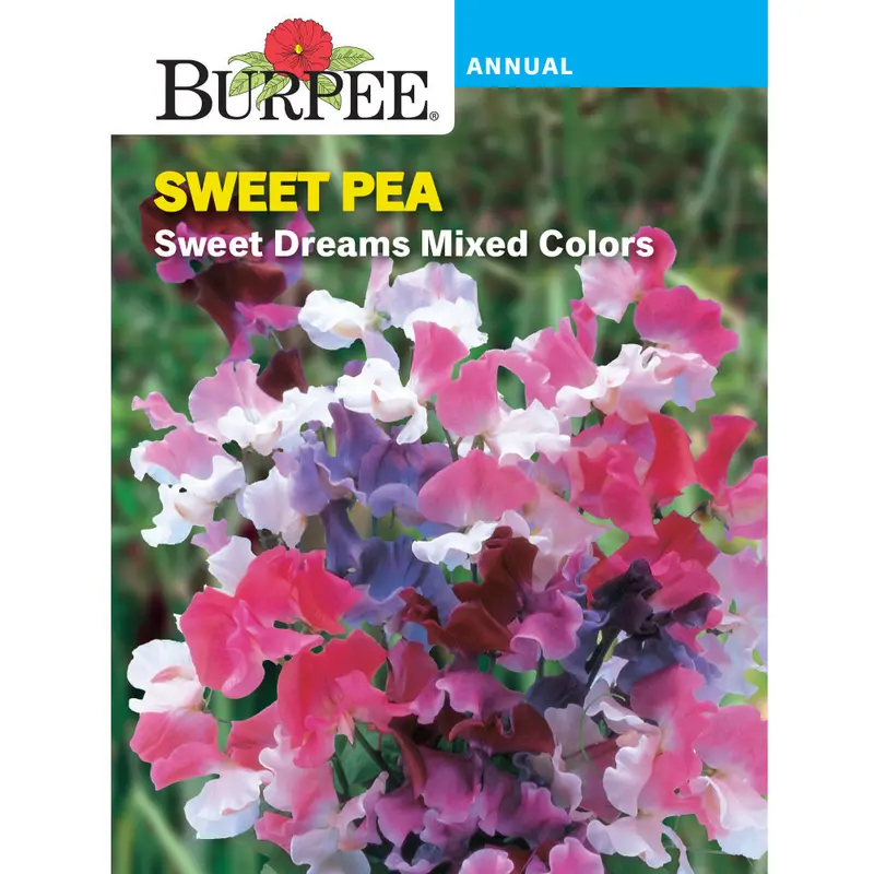 Sweet Dreams Sweet Pea Flower Seeds – Scented, Long-Stemmed Cut-Flower Variety (Sku 47217) 1