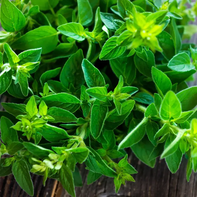 Sweet Marjoram Herb Seeds – Mild, Fragrant Mediterranean Herb (9915000) 1