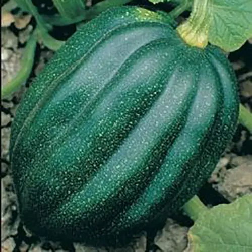 Table Queen Acorn Squash Seeds – Sweet, Ribbed Winter Squash (9910100) 1