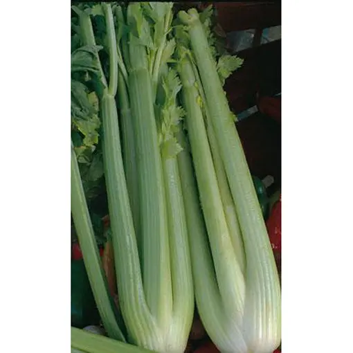 Tall Utah Celery Seeds – Upright, Stringless, Cold-Hardy Stalk Vegetable 1