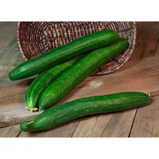 Tasty Green Hybrid Cucumber Seeds – Tender, Flavorful All-Purpose Variety 1