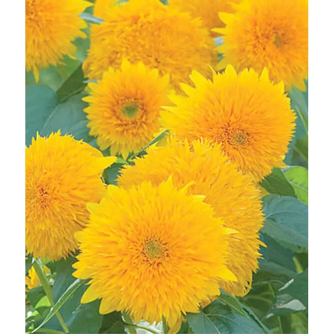 Teddy Bear Sunflower Seeds – Dwarf, Double-Flowered Variety 1