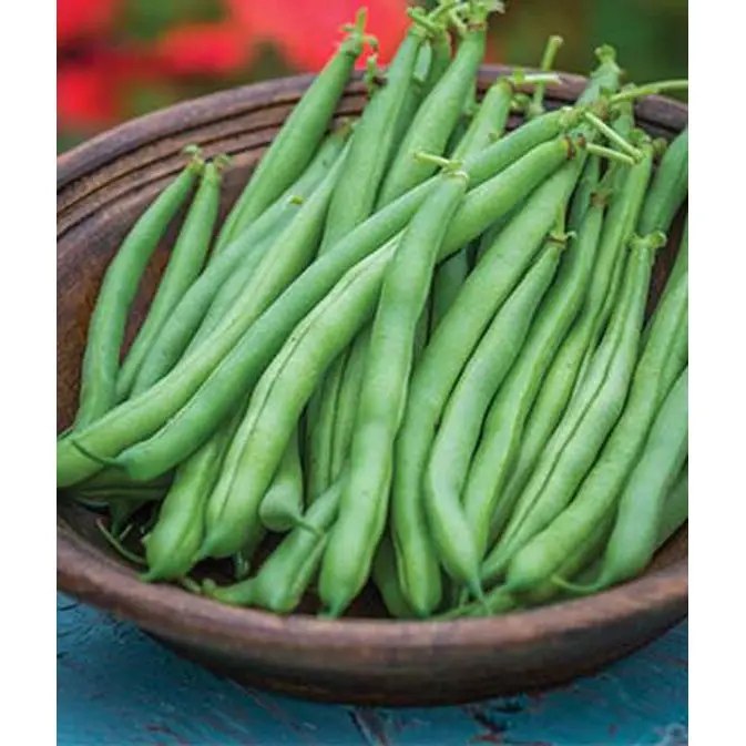 Tendergreen Bush Bean Seeds – Value Bulk Pack (85G) For Home Gardens 1