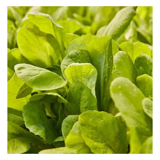 Tendergreen Mustard Seeds – Mildly Pungent, Cut-And-Come-Again Greens Pack 1