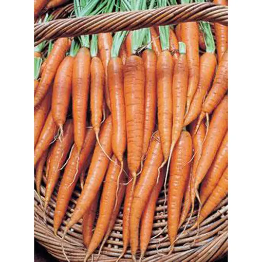 Tendersweet Carrot Seeds – Long, Smooth, High-Sugar Carrot For Heavy Soils 1