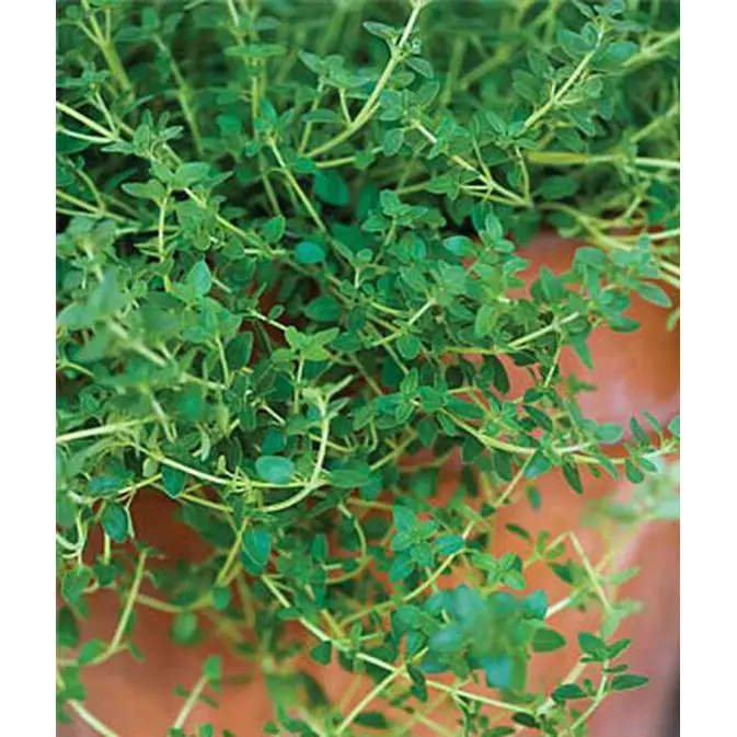 Thyme Seeds – Culinary Creeping Herb With Aromatic Foliage And Tiny Lavender Flowers 1