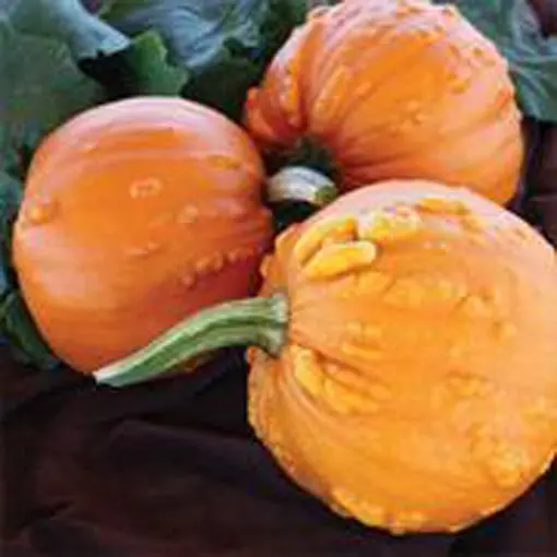Toad Pumpkin Seeds – Unique Warty Texture, Medium-Sized, Heirloom Gourd 1