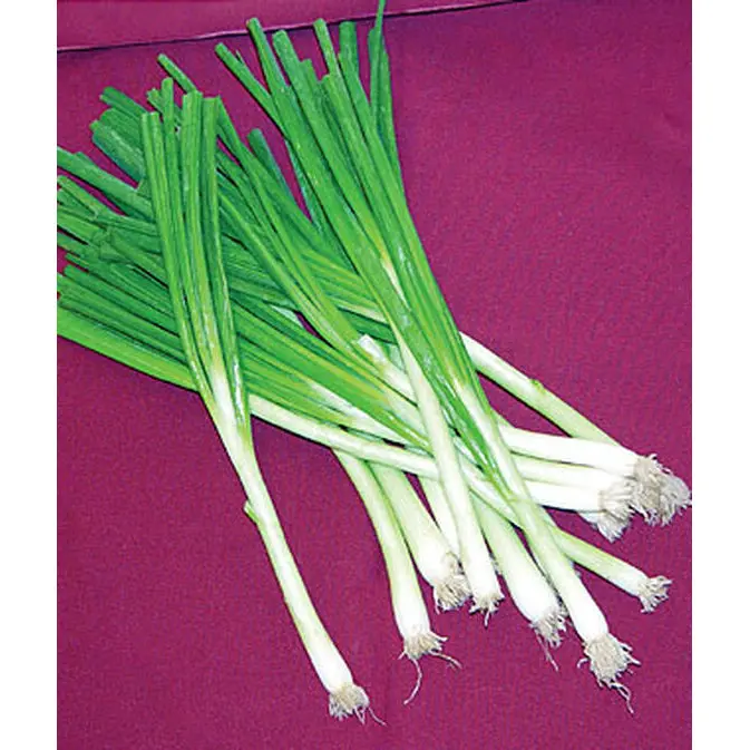 Tokyo Long White Bunching Onion Seeds – Heirloom, Mild, Cold-Hardy Green Onion 1