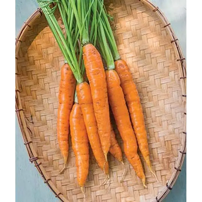 Touchon Carrot Seeds – Heirloom, Smooth-Rooted, Early-Maturing Variety 1