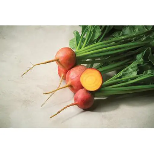 Touchstone Gold Beet Seeds – Golden-Hued, Sweet, Low-Earthiness Roots 1