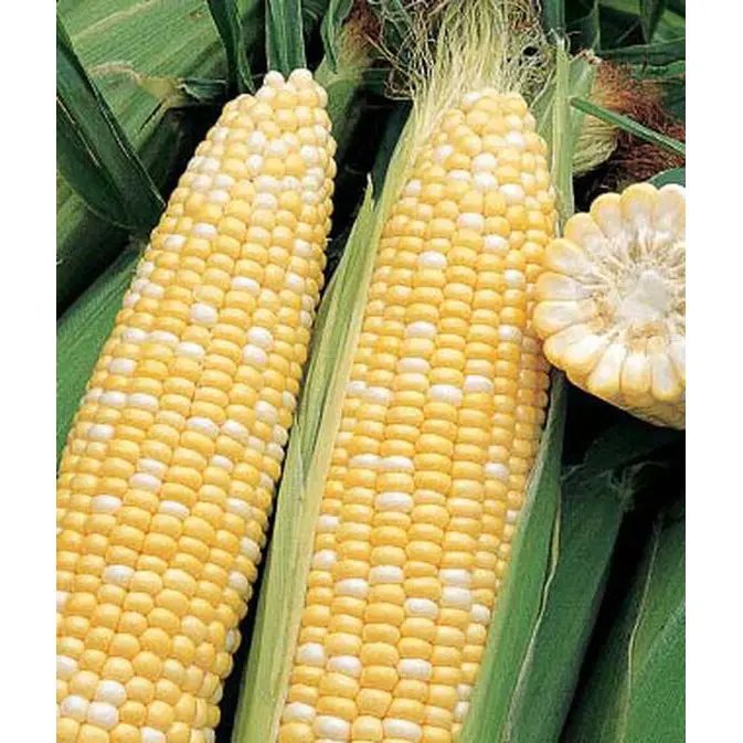 Triple Crown Bi-Color Sweet Corn Seeds – Dual-Hybrid Yield Pack 1