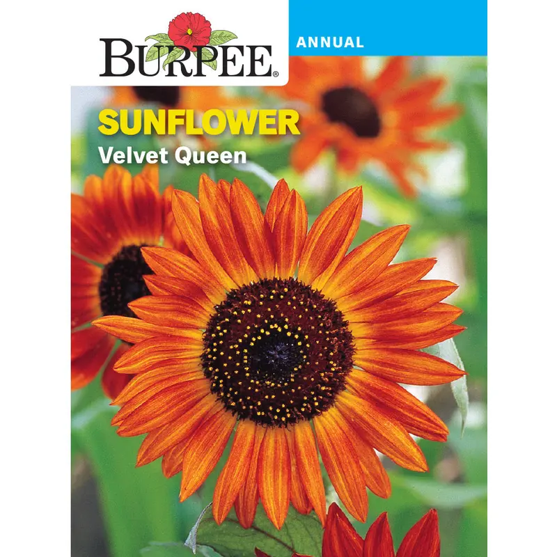 Velvet Queen Sunflower Seeds – Deep Burgundy, Tall Cut-Flower Variety (Sku 42656) 1