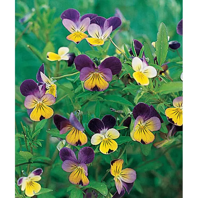 Viola Johnny-Jump-Up Seeds – Cheerful Pansy Relative, Edible Blooms, 21683 1