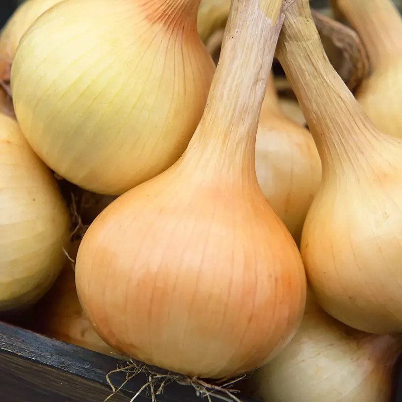 Walla Walla Sweet Onion Seeds – Mild Flavor, Short-Season Variety, 51536 1