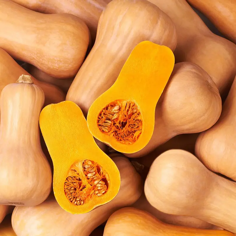 Waltham Butternut Squash Seeds – Nutty, Smooth-Fleshed Winter Squash (9910300) 1