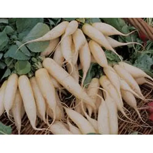 White Icicle Radish Seeds – Tender, Cylindrical, Early-Spring Harvest 1