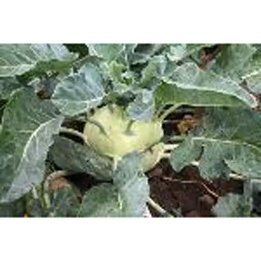 White Vienna Kohlrabi Seeds – Mild, Round Bulb Vegetable For Cool Seasons 1