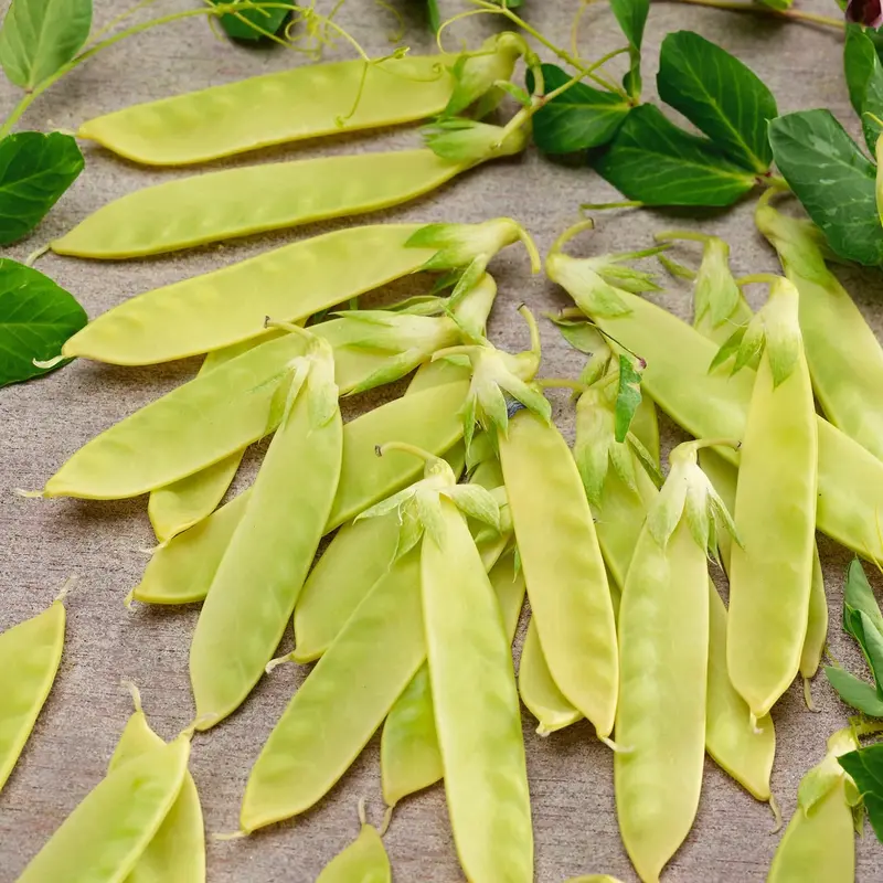 Yellow Sugar Pod Pea Seeds (Edible-Podded, Sweet & Crisp) 1